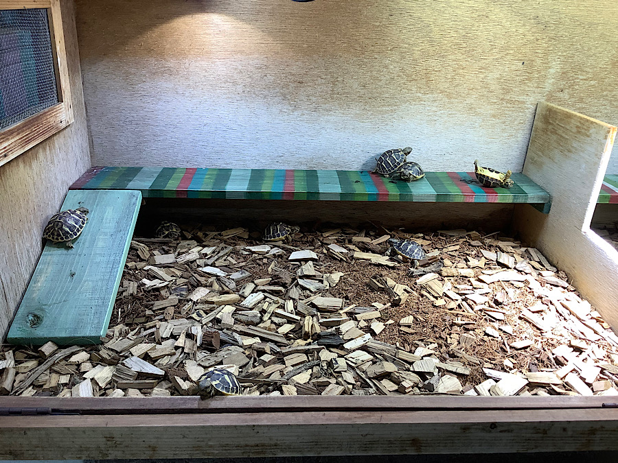 kamechikara / 日本