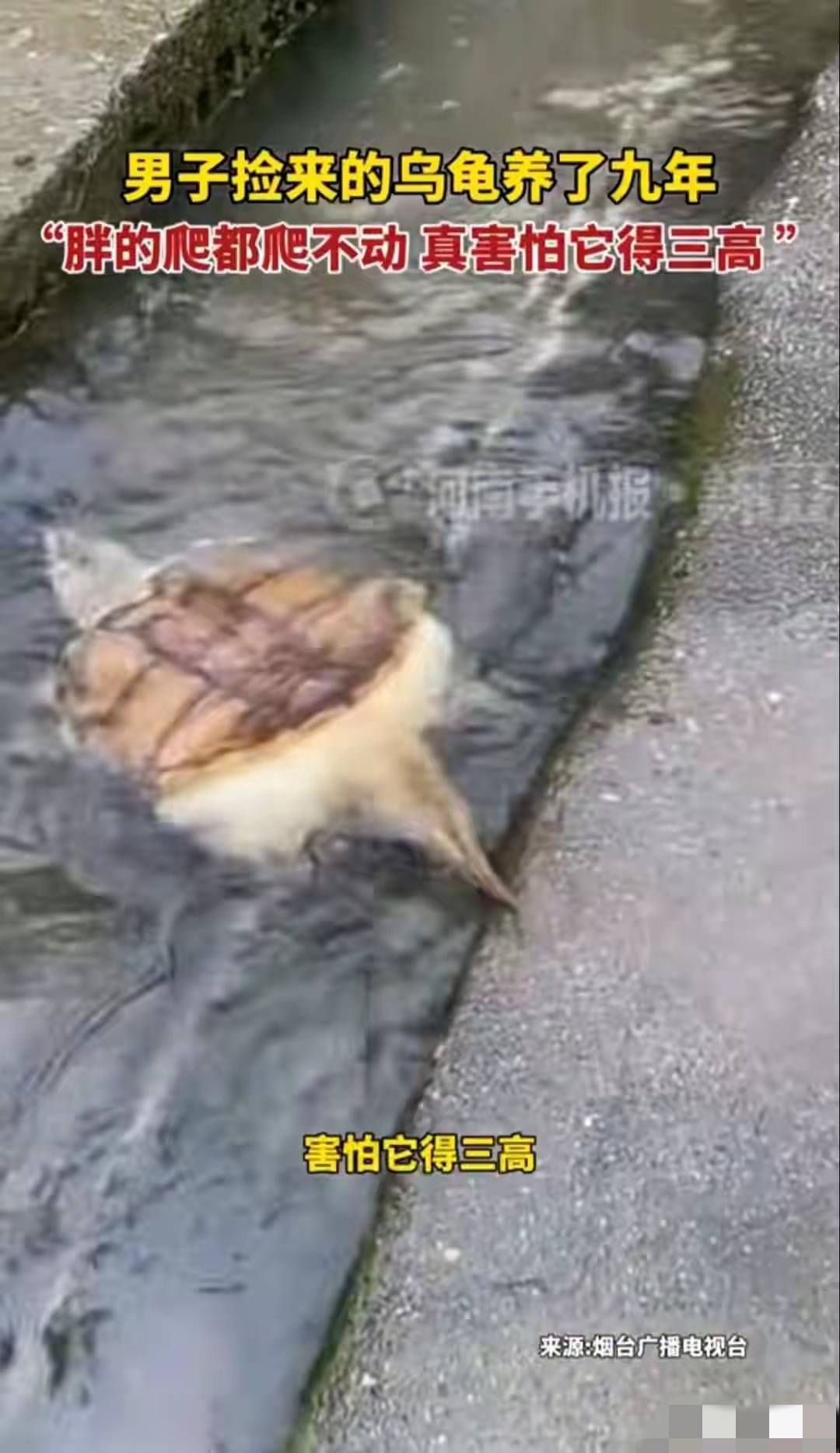 广东男子养龟9年，把它喂成“小煤气罐”，如今爬都爬不动
