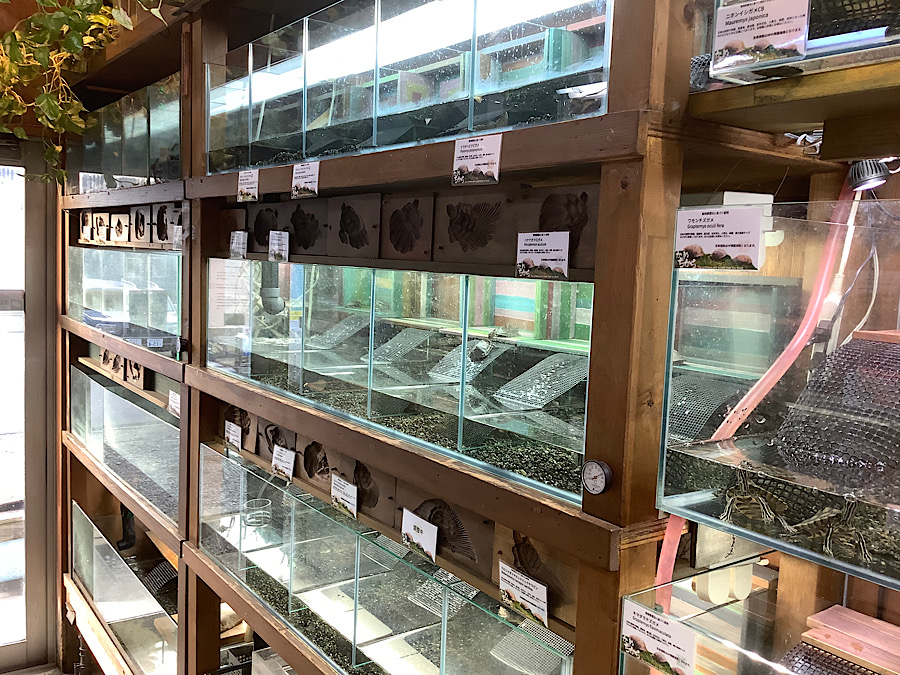 kamechikara / 日本