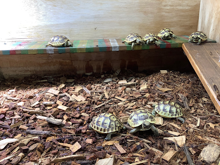 kamechikara / 日本