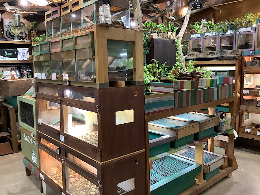 kamechikara / 日本