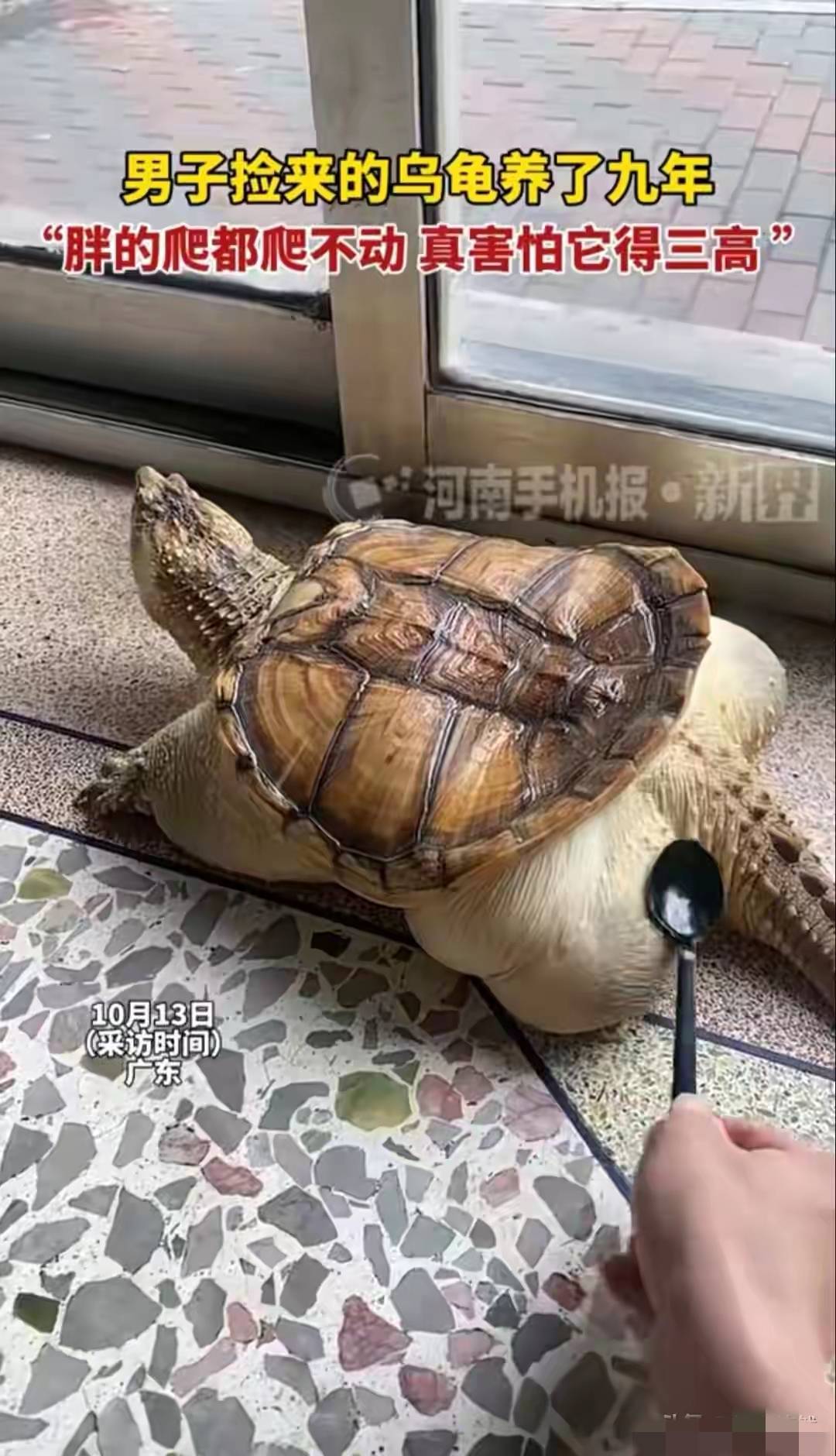 广东男子养龟9年，把它喂成“小煤气罐”，如今爬都爬不动