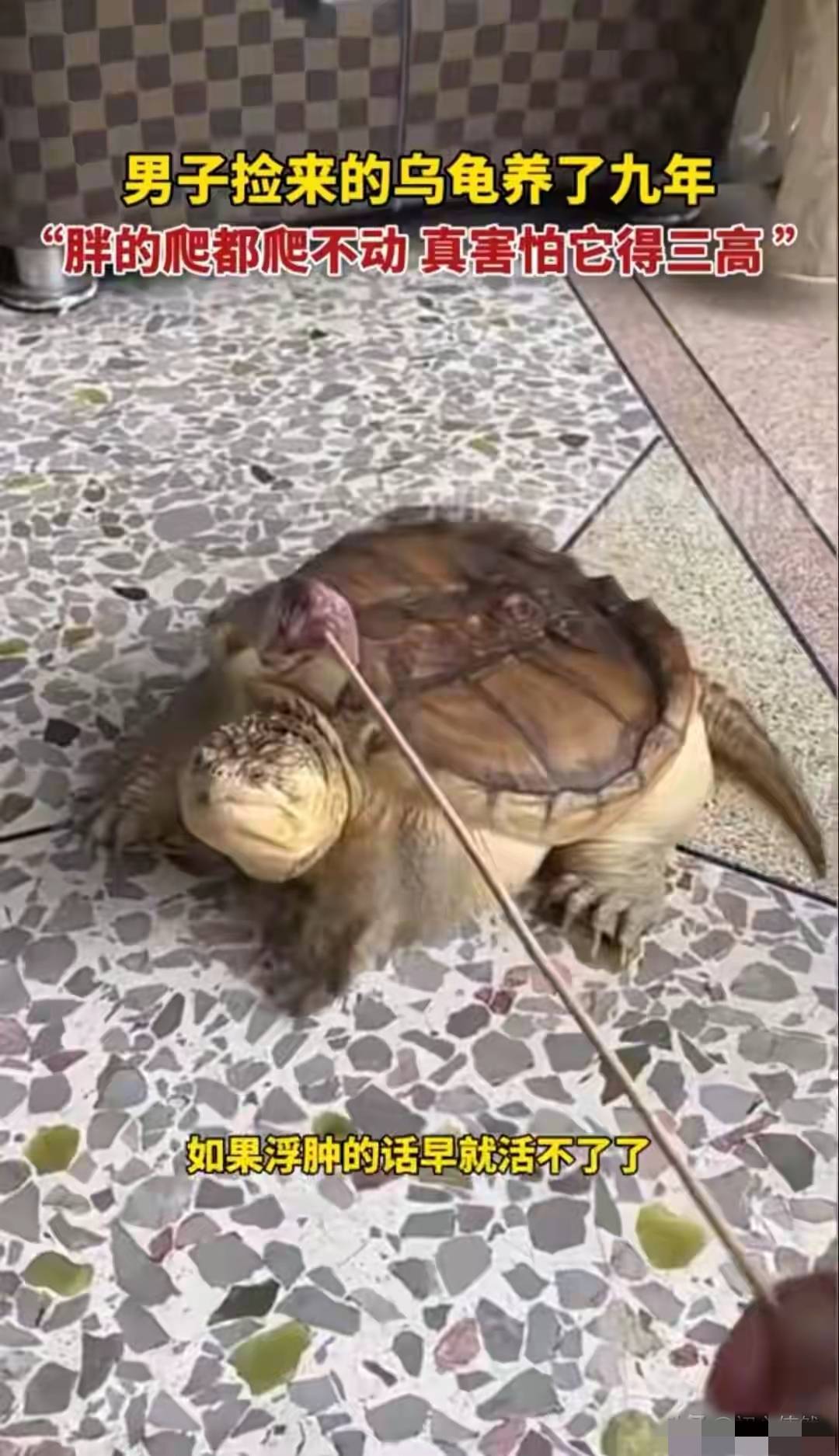 广东男子养龟9年，把它喂成“小煤气罐”，如今爬都爬不动