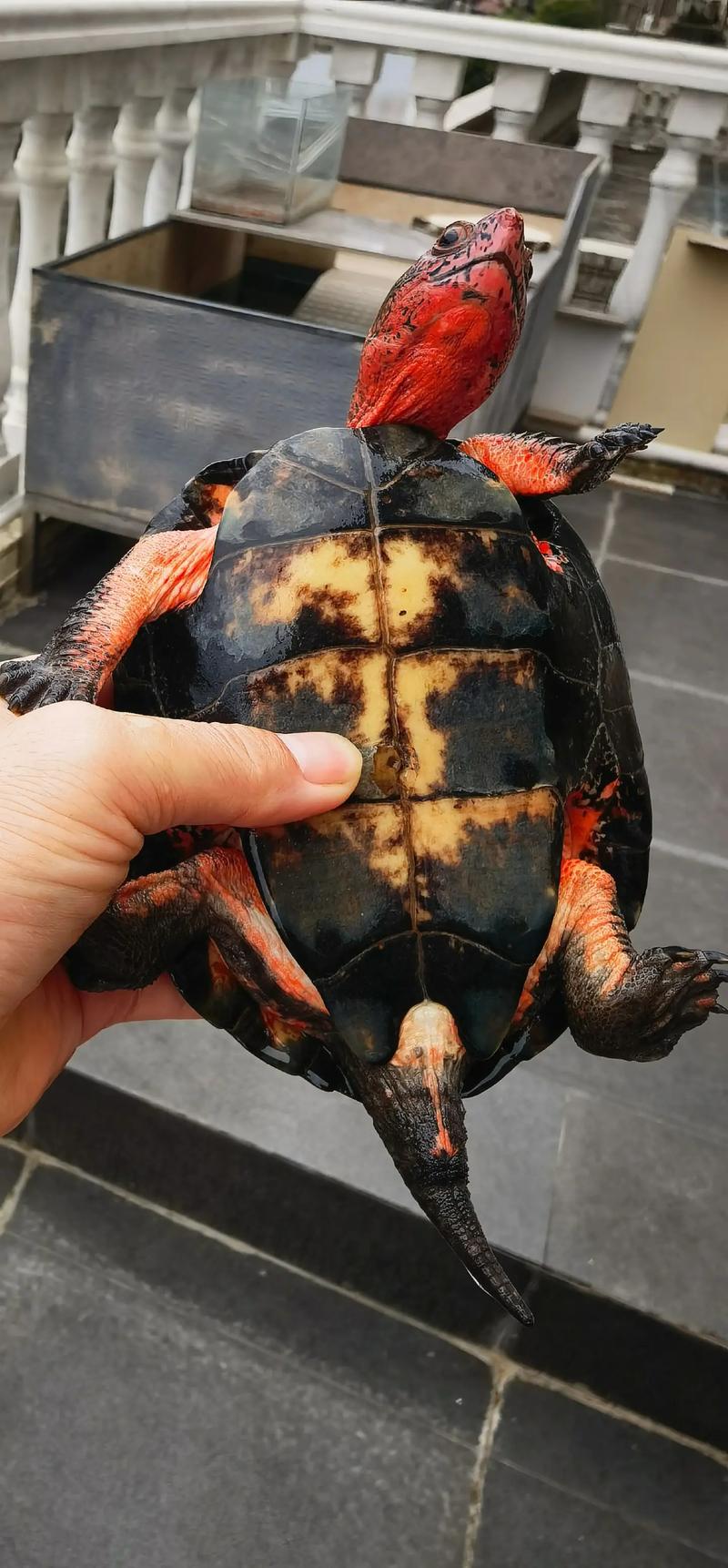 【龟市炒作风云录】盘点历年龟类炒作品种：金钱龟、黑颈、南石、变巴、果核...