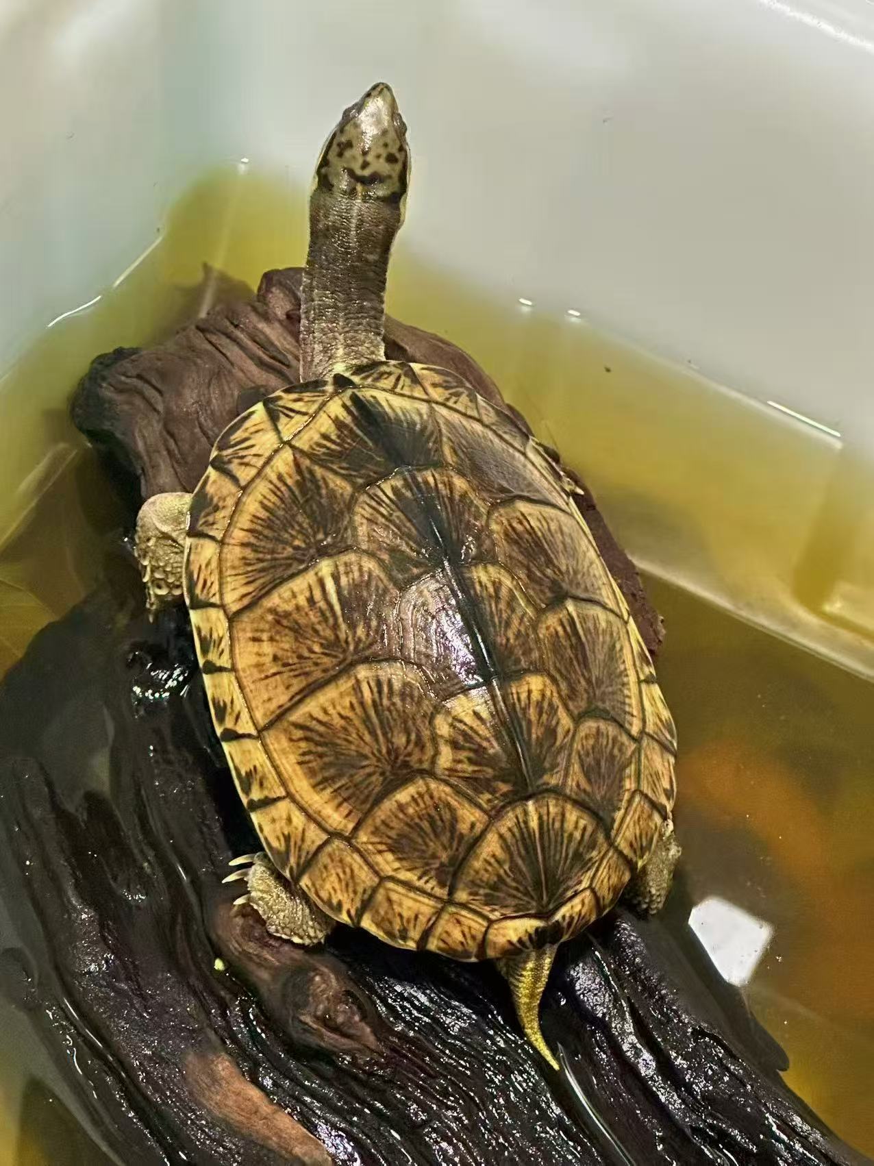 【龟市炒作风云录】盘点历年龟类炒作品种：金钱龟、黑颈、南石、变巴、果核...