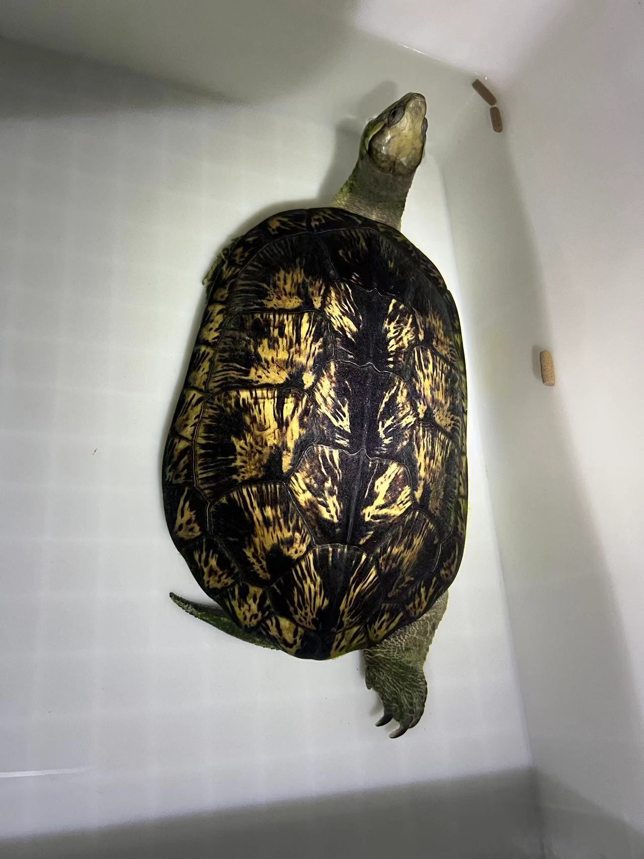 【龟市炒作风云录】盘点历年龟类炒作品种：金钱龟、黑颈、南石、变巴、果核...