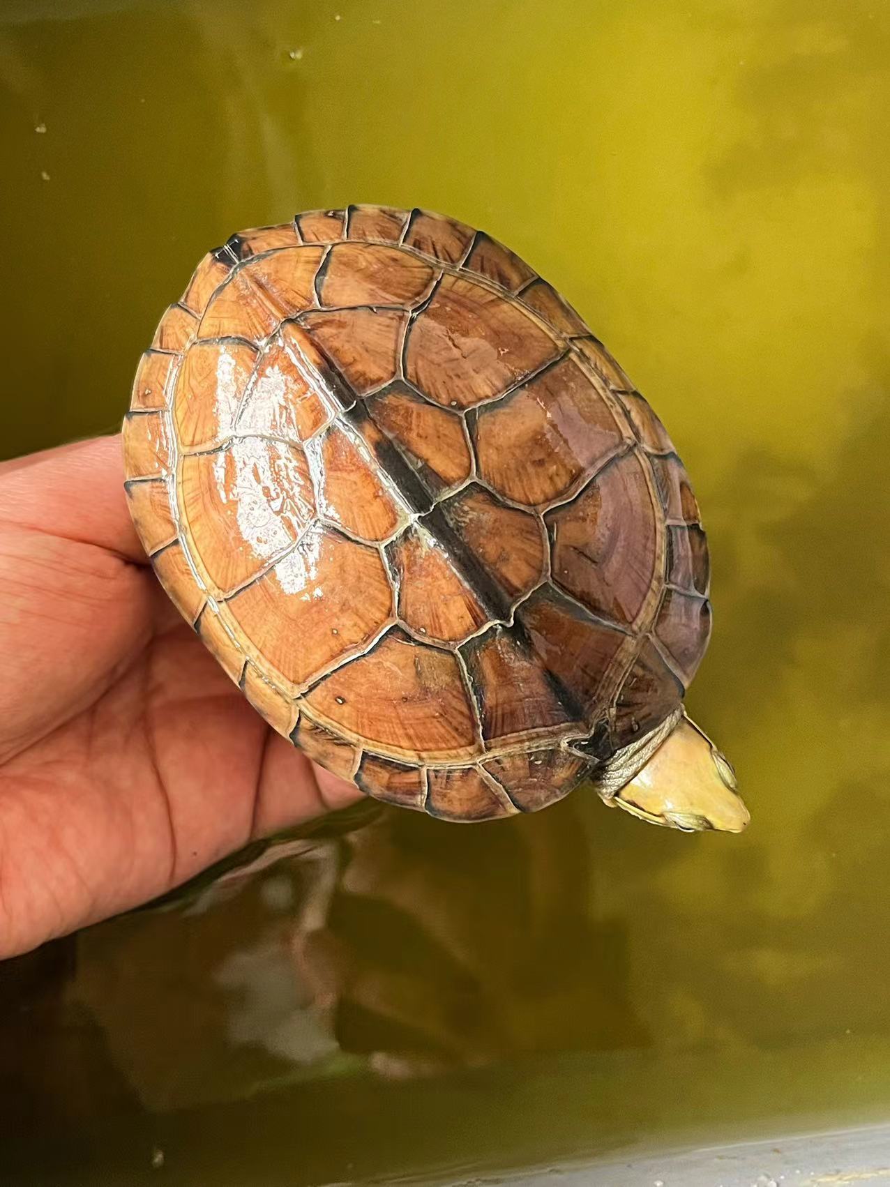 【龟市炒作风云录】盘点历年龟类炒作品种：金钱龟、黑颈、南石、变巴、果核...