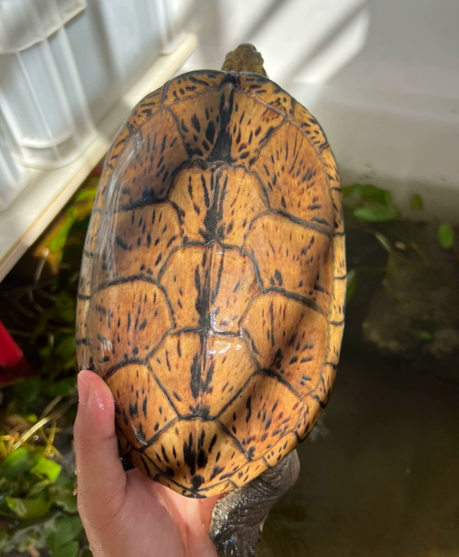 【龟市炒作风云录】盘点历年龟类炒作品种：金钱龟、黑颈、南石、变巴、果核...