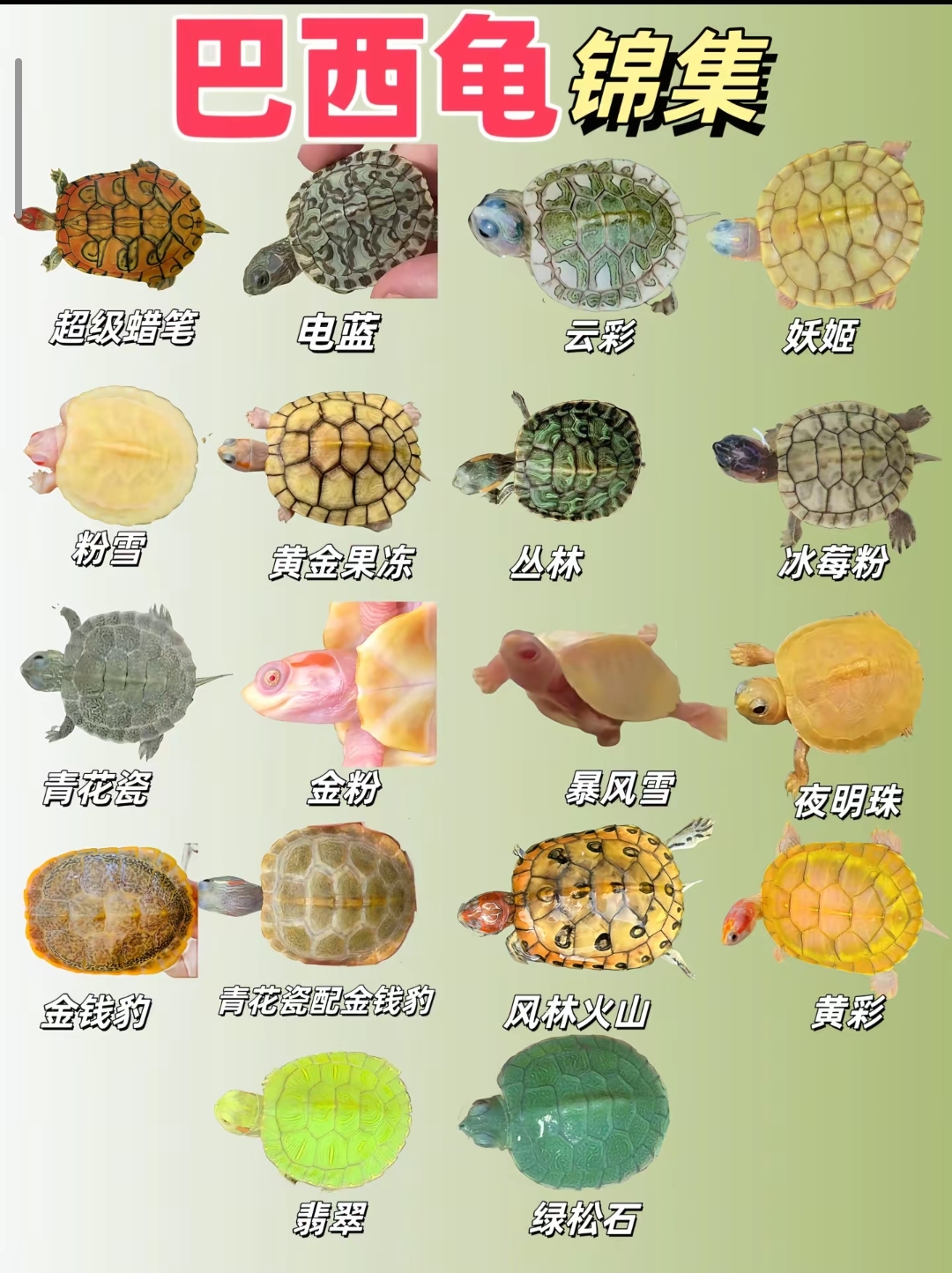 【龟市炒作风云录】盘点历年龟类炒作品种：金钱龟、黑颈、南石、变巴、果核...