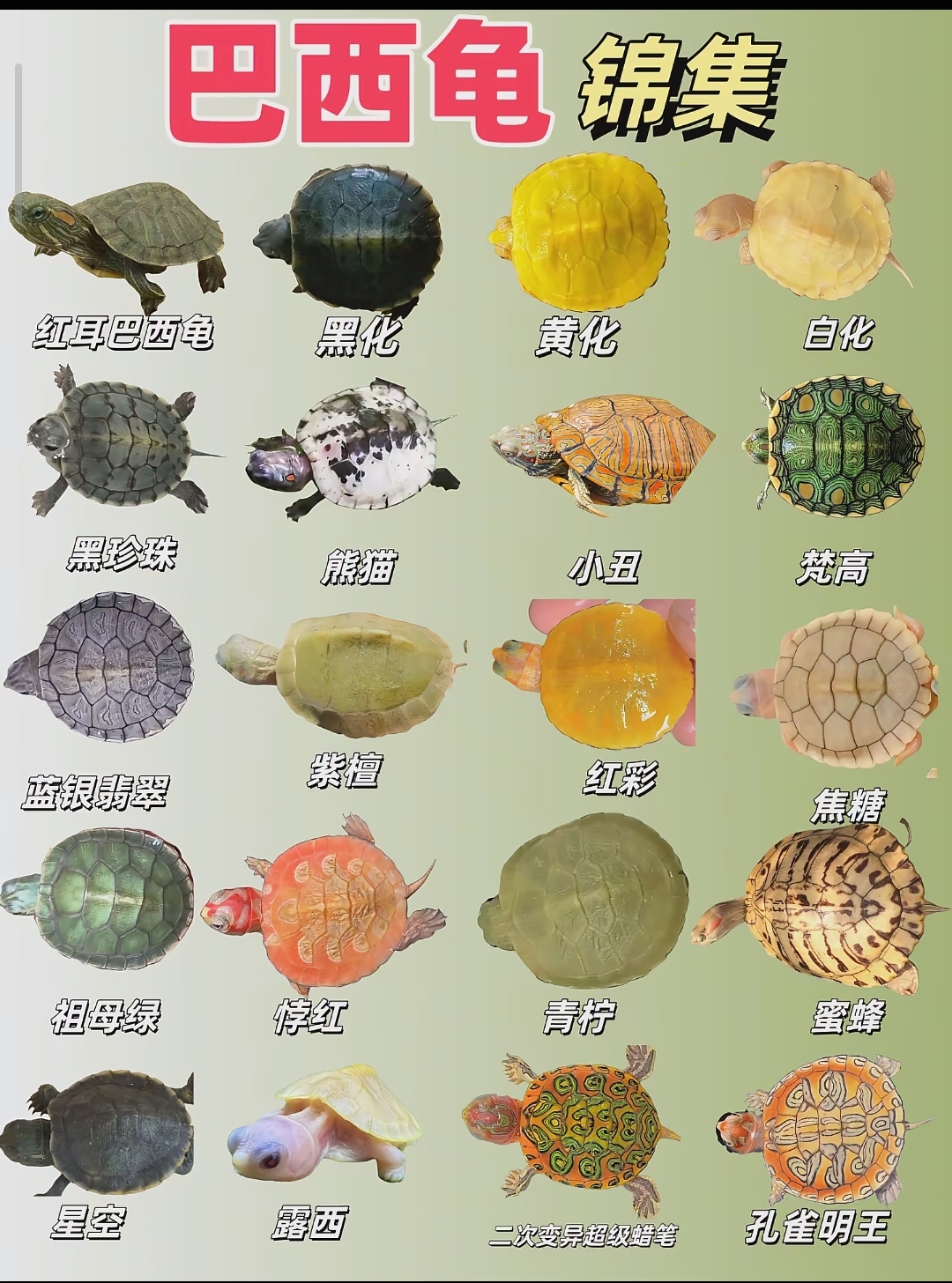 【龟市炒作风云录】盘点历年龟类炒作品种：金钱龟、黑颈、南石、变巴、果核...