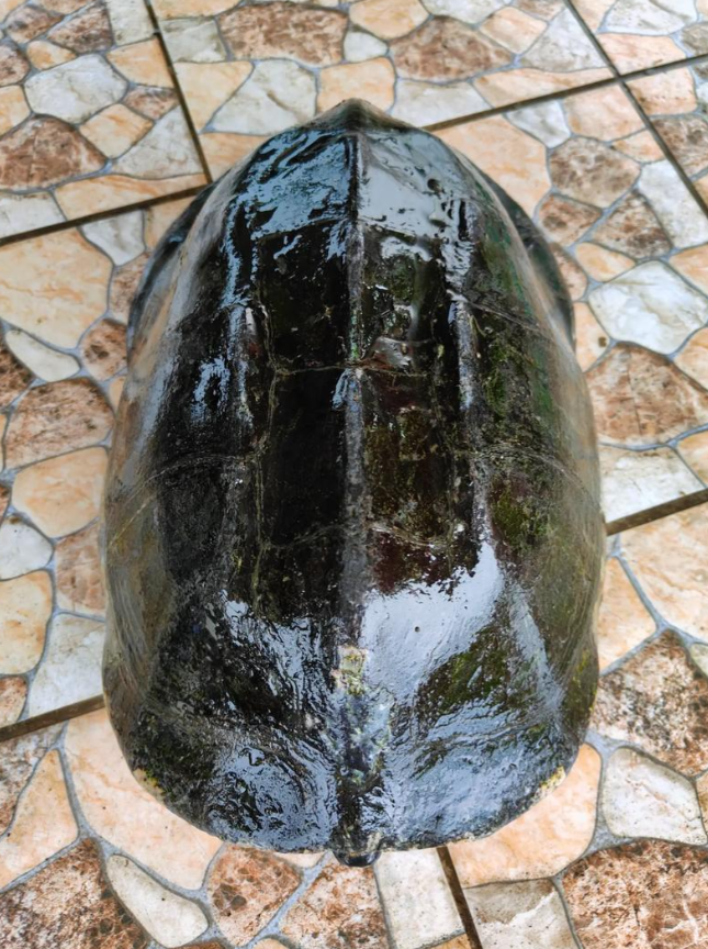 【龟市炒作风云录】盘点历年龟类炒作品种：金钱龟、黑颈、南石、变巴、果核...