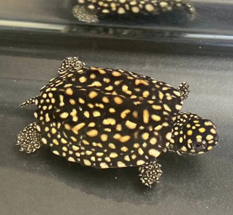 【龟市炒作风云录】盘点历年龟类炒作品种：金钱龟、黑颈、南石、变巴、果核...