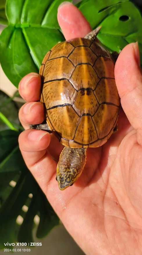 【龟市炒作风云录】盘点历年龟类炒作品种：金钱龟、黑颈、南石、变巴、果核...