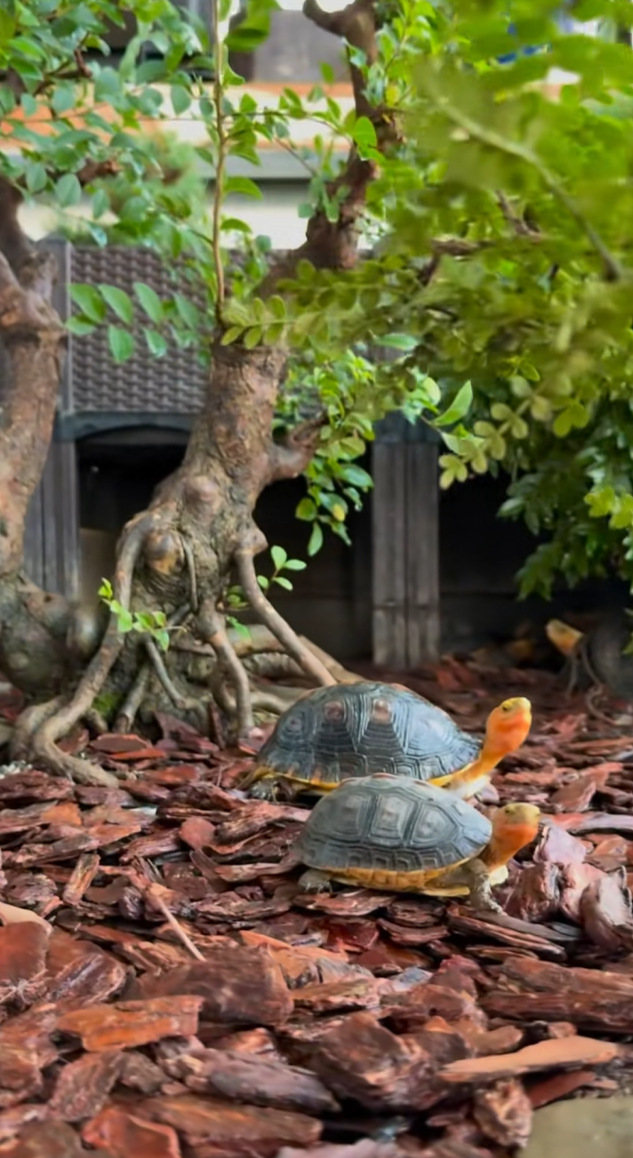 【龟市炒作风云录】盘点历年龟类炒作品种：金钱龟、黑颈、南石、变巴、果核...