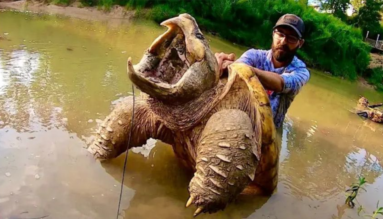 抖音将鳄龟纳入禁售范围，2025 年 11 月 14 日生效，商家【发布平台禁止商品/信息】更新