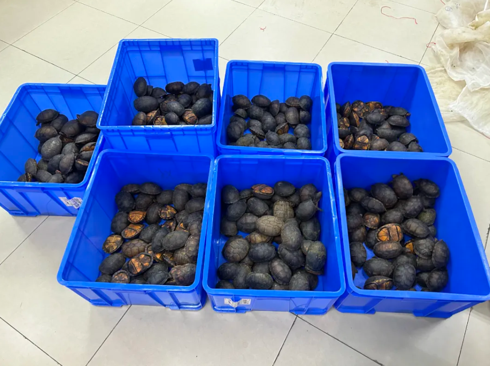 珠海拱北海关截获红面蛋龟374只，厦门机场海关截获大量鳖甲