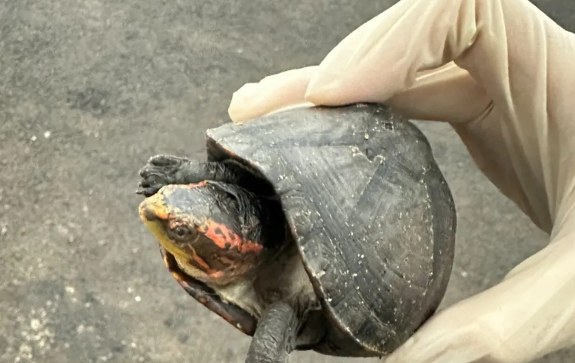 珠海拱北海关截获红面蛋龟374只，厦门机场海关截获大量鳖甲