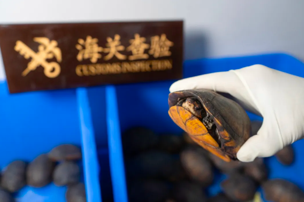 珠海拱北海关截获红面蛋龟374只，厦门机场海关截获大量鳖甲