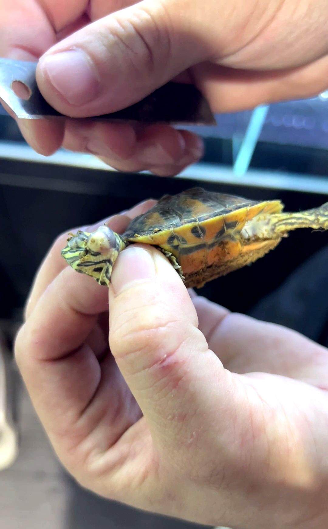 广州上演龟价“泡沫寓言”：异宠龟市场是蓝海还是泡沫？丨记者帮