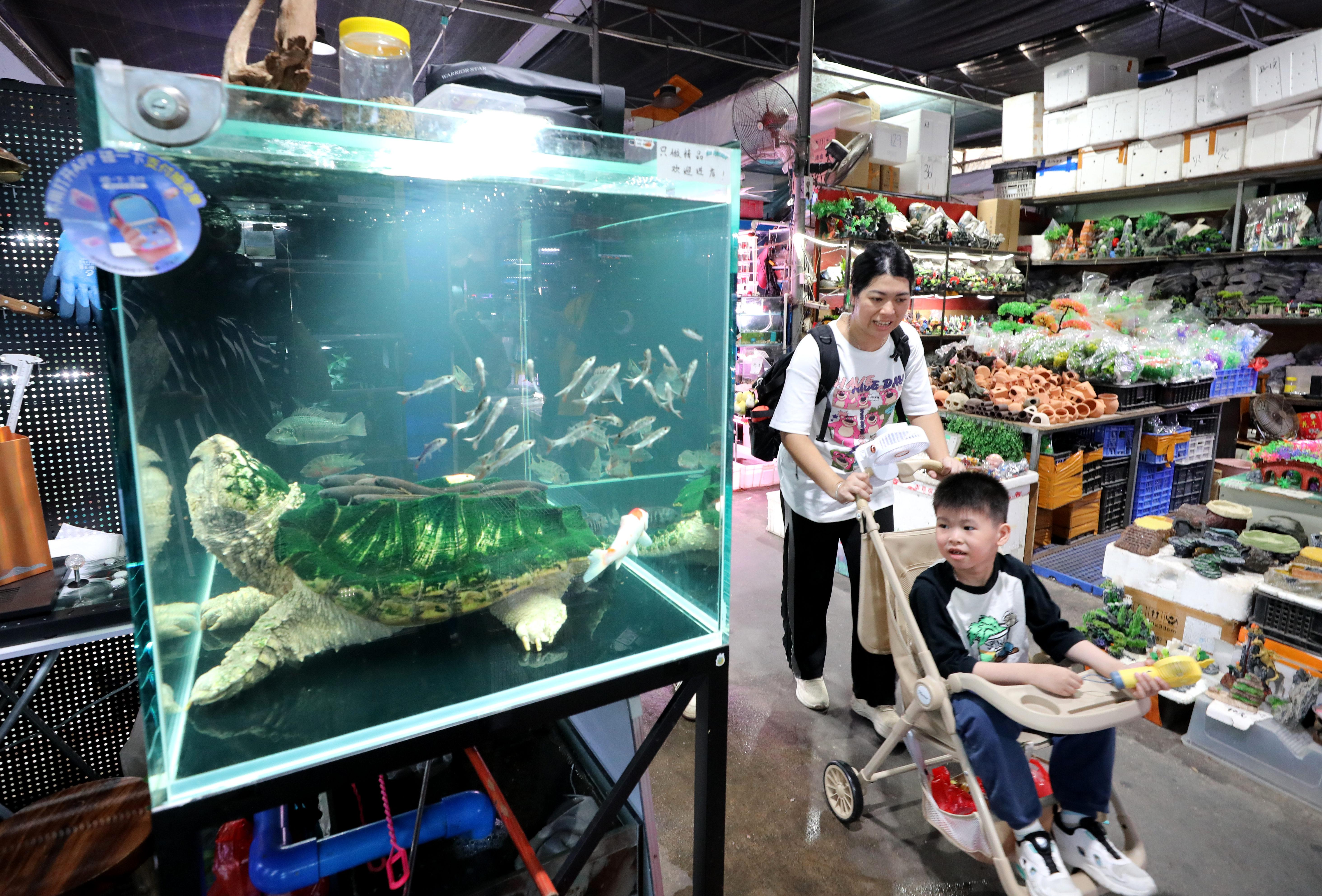 广州上演龟价“泡沫寓言”：异宠龟市场是蓝海还是泡沫？丨记者帮