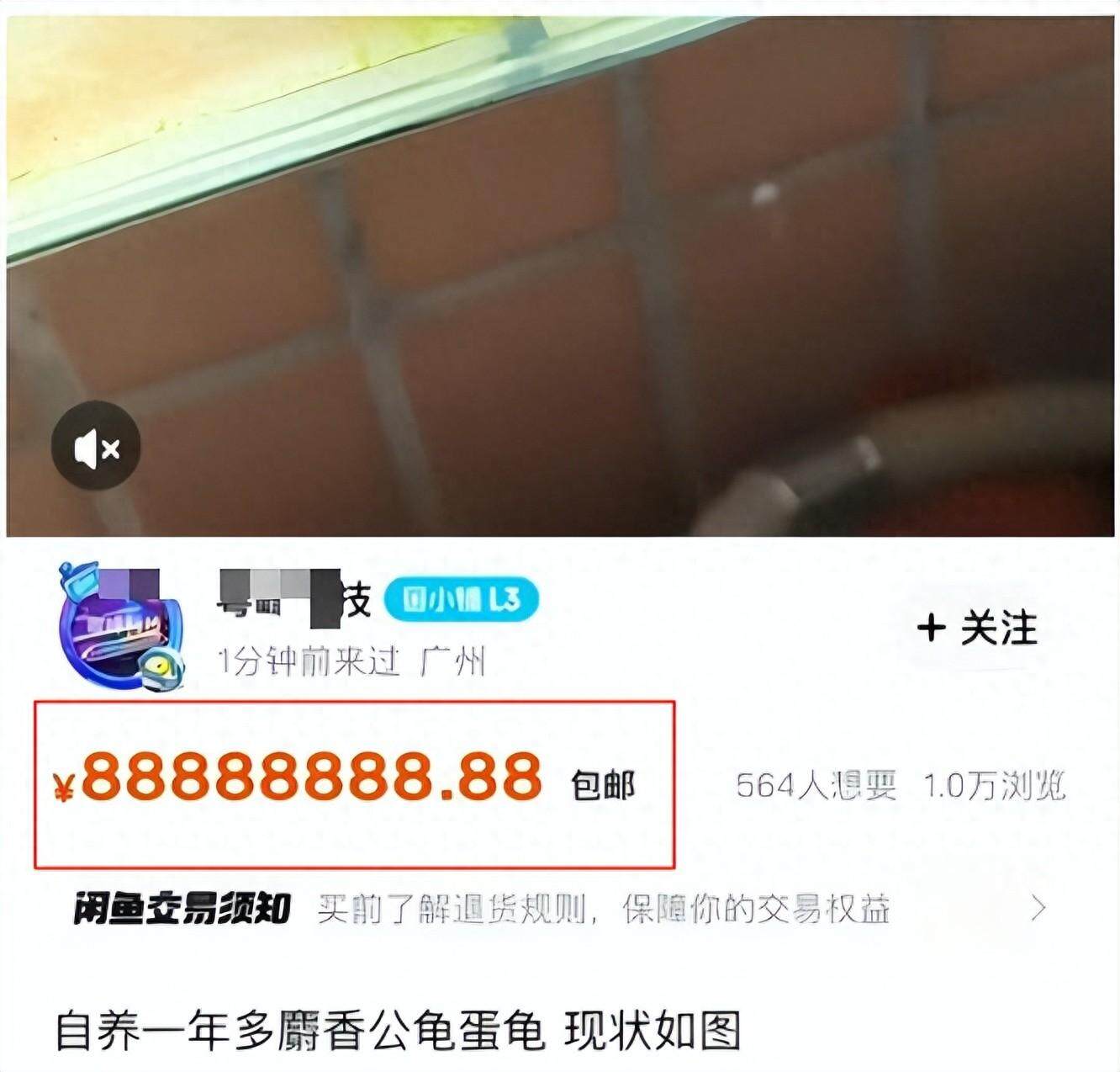 广州上演龟价“泡沫寓言”：异宠龟市场是蓝海还是泡沫？丨记者帮
