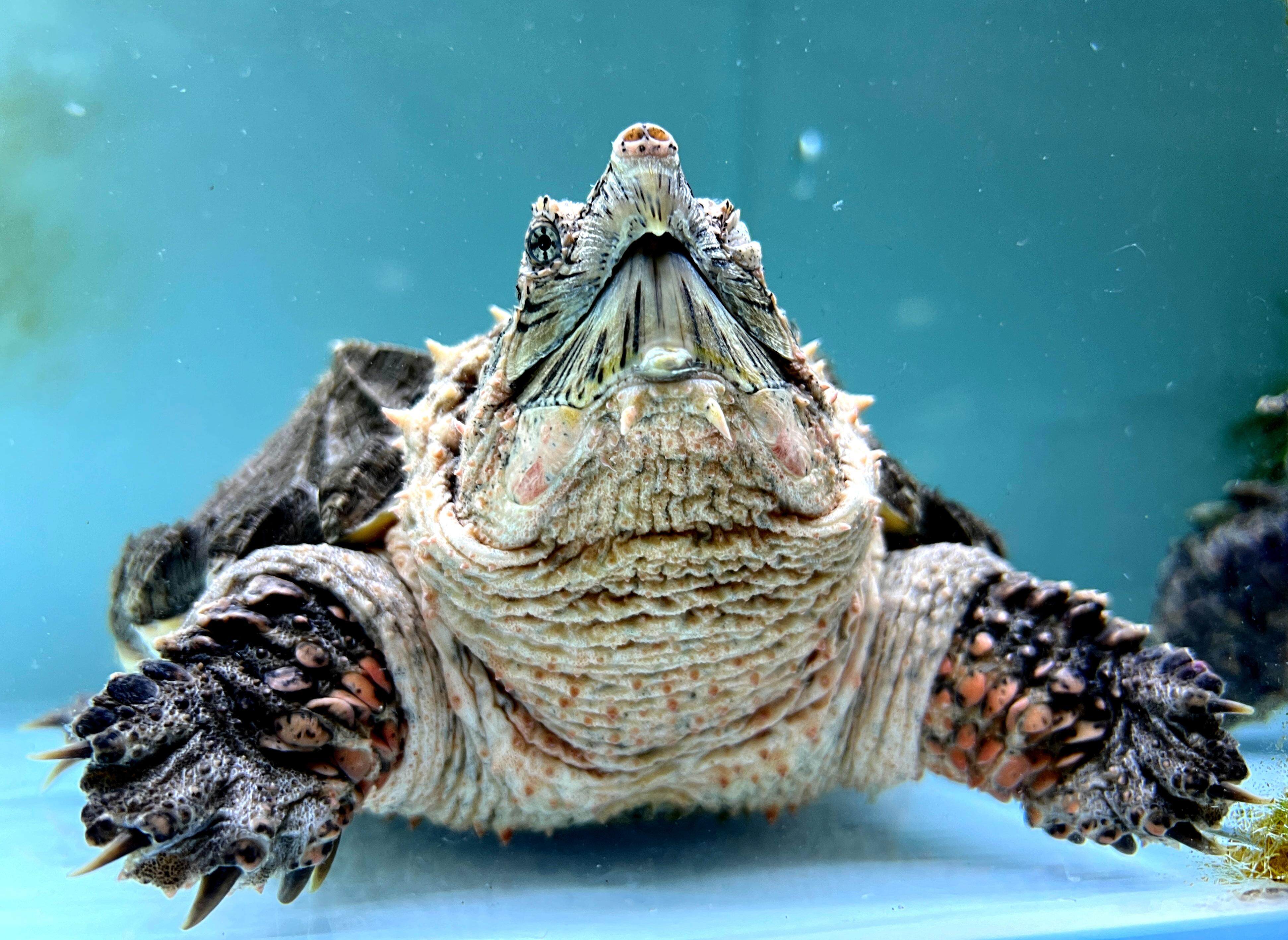 广州上演龟价“泡沫寓言”：异宠龟市场是蓝海还是泡沫？丨记者帮