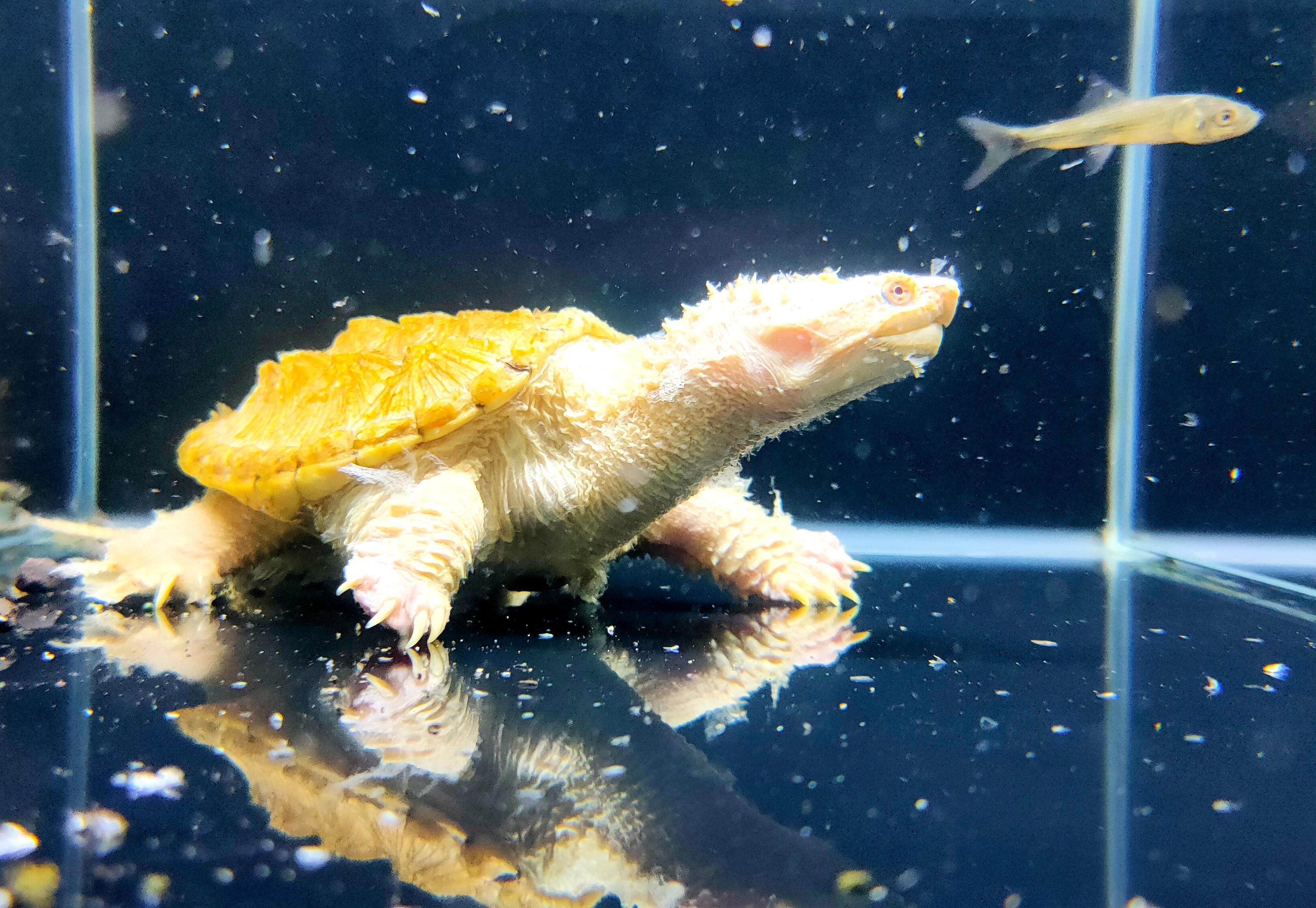 广州上演龟价“泡沫寓言”：异宠龟市场是蓝海还是泡沫？丨记者帮