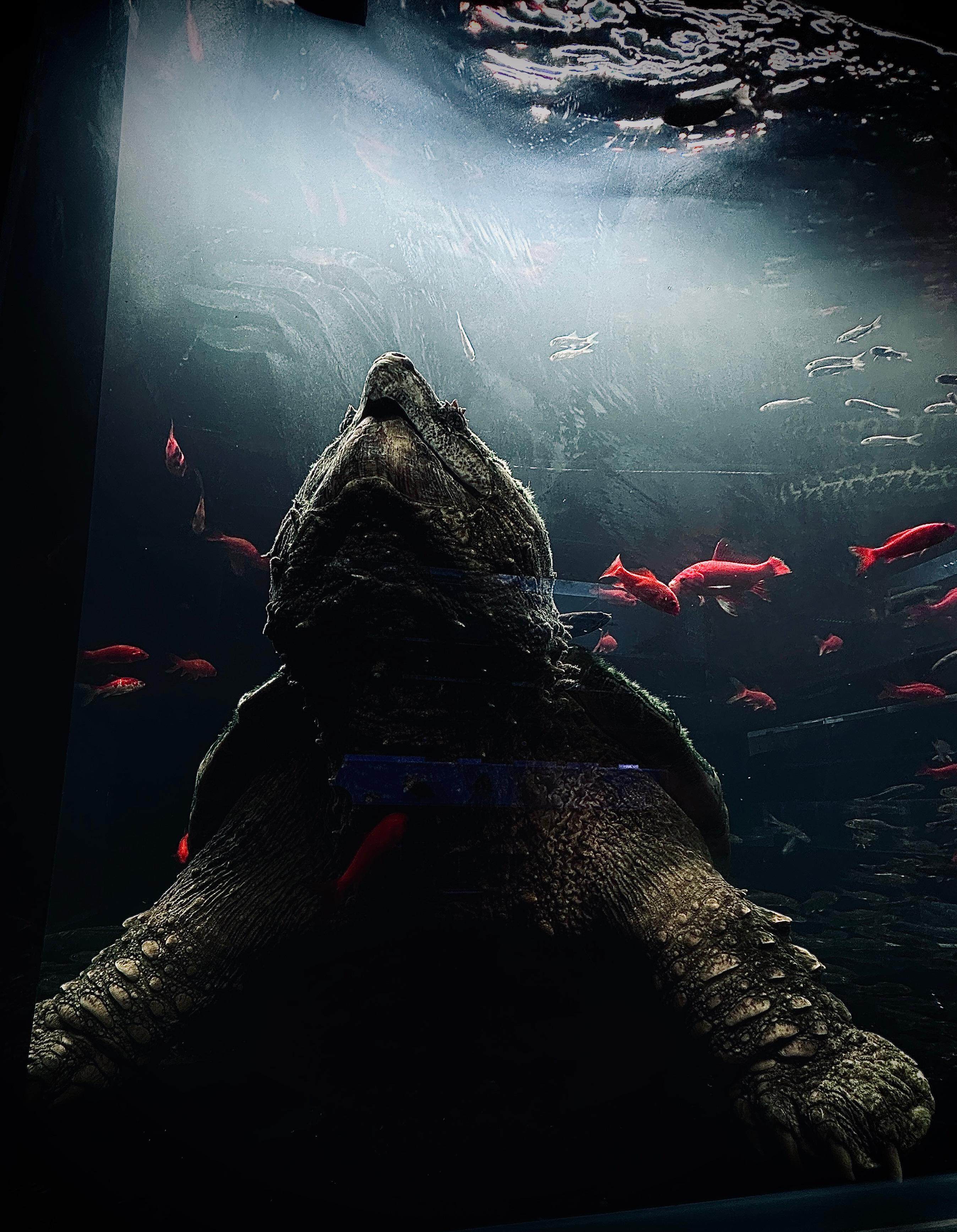 广州上演龟价“泡沫寓言”：异宠龟市场是蓝海还是泡沫？丨记者帮