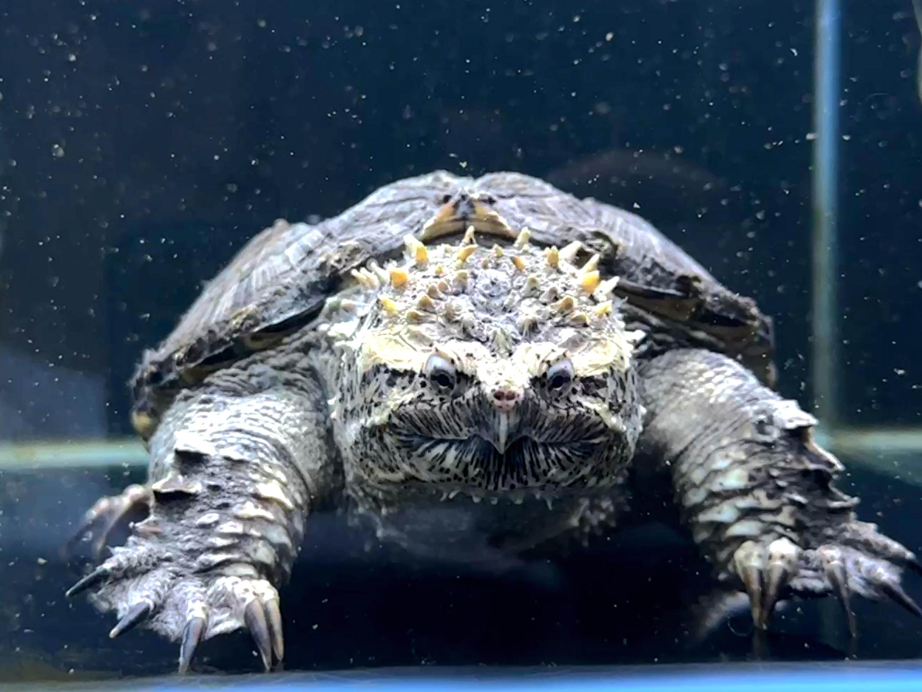 广州上演龟价“泡沫寓言”：异宠龟市场是蓝海还是泡沫？丨记者帮