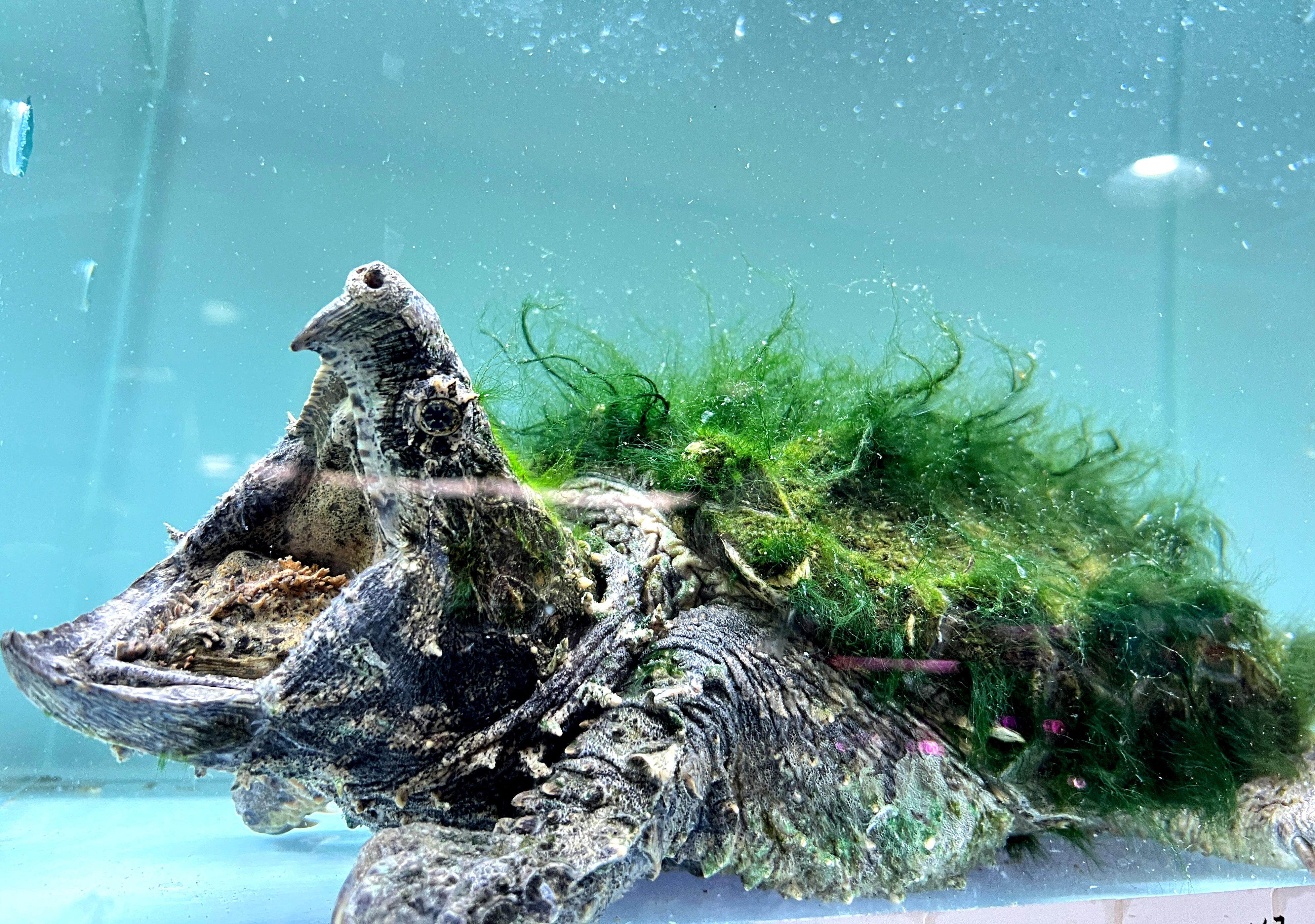 广州上演龟价“泡沫寓言”：异宠龟市场是蓝海还是泡沫？丨记者帮