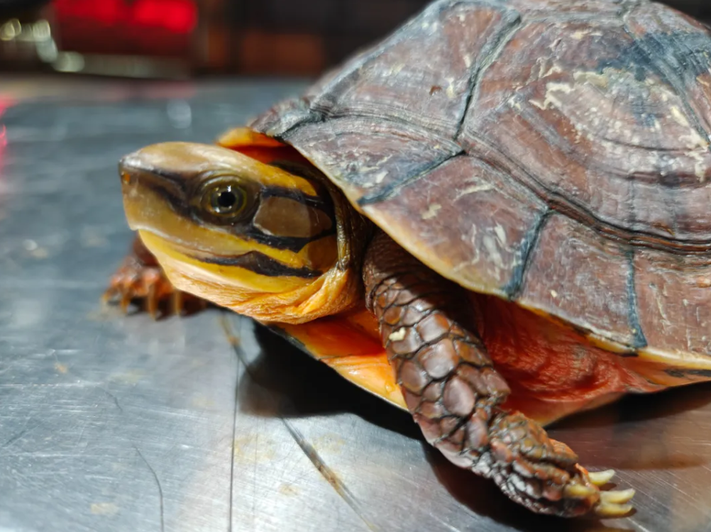 深圳皇岗海关查获跨境客车司机违规携带三线闭壳龟等9只龟进境案