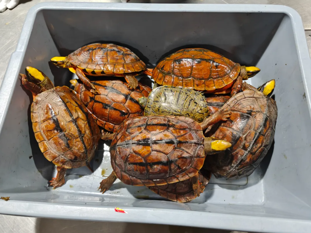 深圳皇岗海关查获跨境客车司机违规携带三线闭壳龟等9只龟进境案