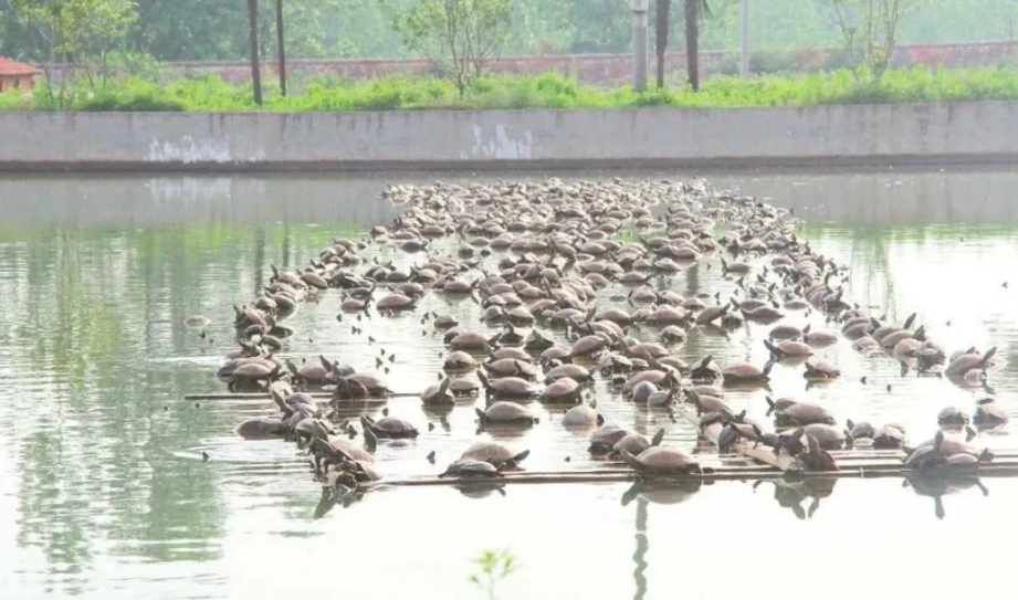 “龟谷”崛起!京山打造全国首家“龟咖”,生态旅游全新玩法震撼来袭