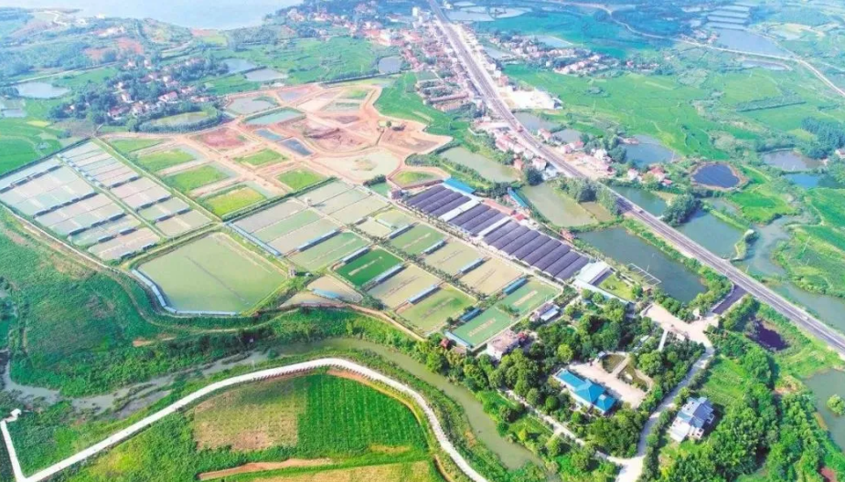 “龟谷”崛起！京山打造全国首家“龟咖”，生态旅游全新玩法震撼来袭