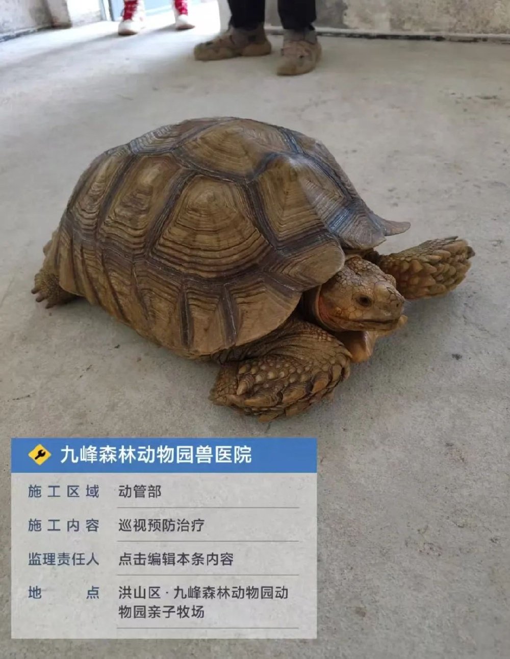 武汉市民围观苏卡达陆龟过斑马线,当地动物园:濒危物种,已在救助