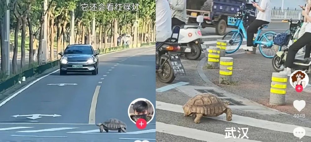 武汉市民围观苏卡达陆龟过斑马线,当地动物园:濒危物种,已在救助