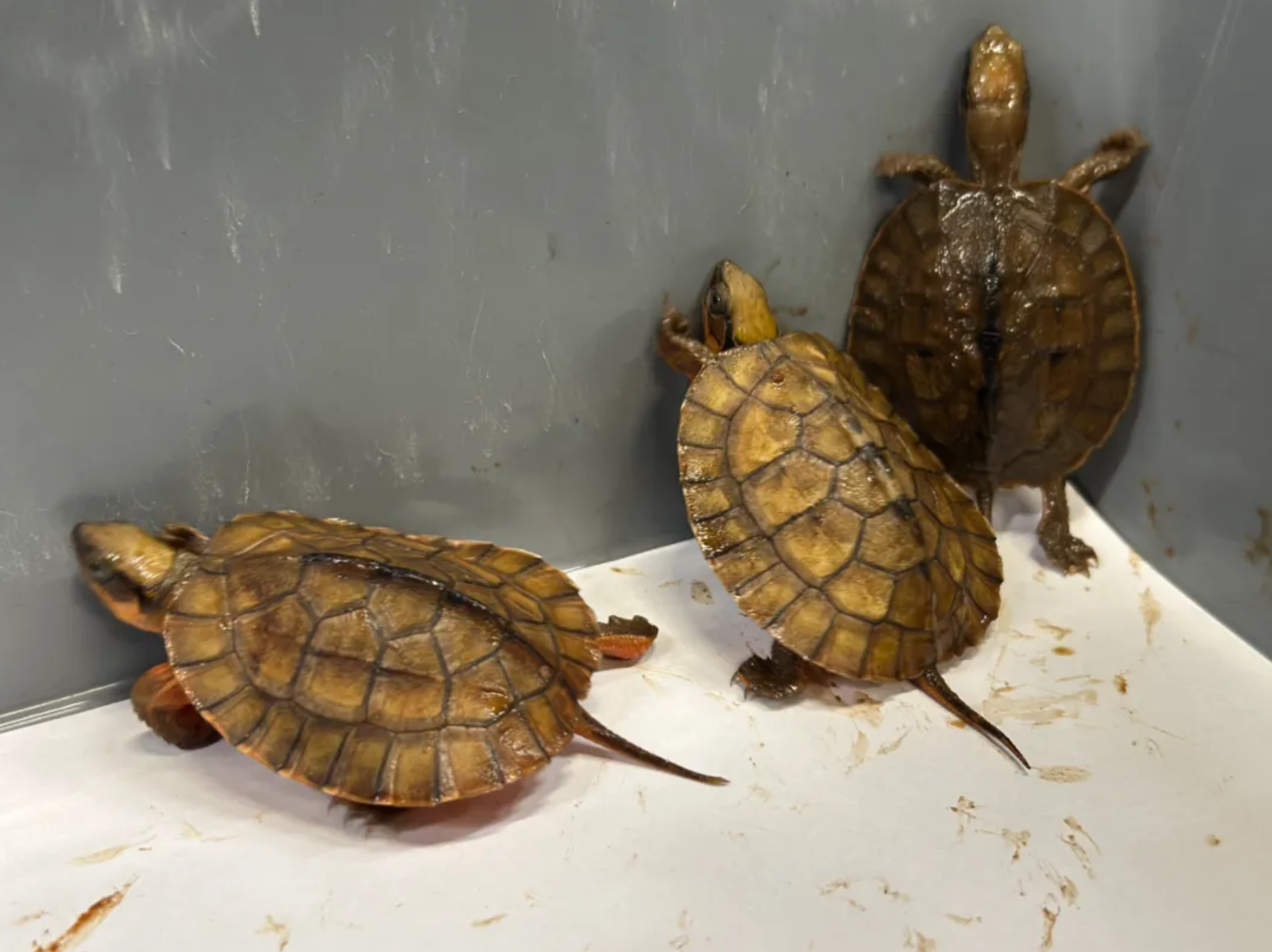 深圳西九龙站海关查获出境旅客携带3只越南三线闭壳龟