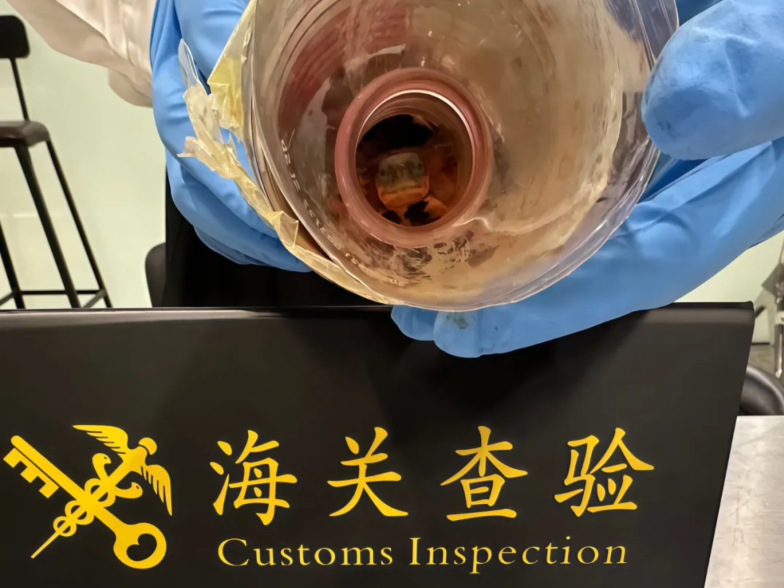 深圳西九龙站海关查获出境旅客携带3只越南三线闭壳龟