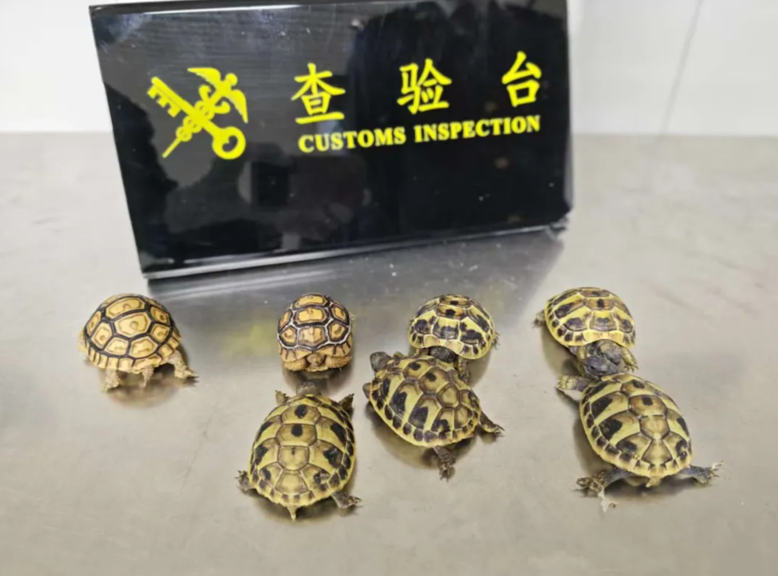 深圳罗湖海关连续查获2名进境旅客携带赫曼陆龟11只、豹纹陆龟2只